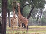 20080323Dubbo_WesternPlainsZoo (40 of 101)