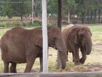 20080323Dubbo_WesternPlainsZoo (42 of 101)