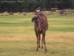 20080323Dubbo_WesternPlainsZoo (38 of 101)