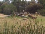 20080322Dubbo_WesternPlainsZoo (7 of 57)