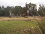 20080322Dubbo_WesternPlainsZoo (8 of 57)