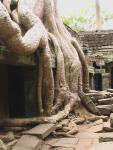 Cambodia: Siem Reap: Ta Phrom