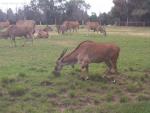 20080322Dubbo_WesternPlainsZoo (4 of 57)