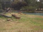 20080322Dubbo_WesternPlainsZoo (6 of 57)