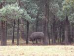 20080323Dubbo_WesternPlainsZoo (44 of 101)