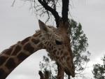 20080322Dubbo_WesternPlainsZoo (8 of 101)