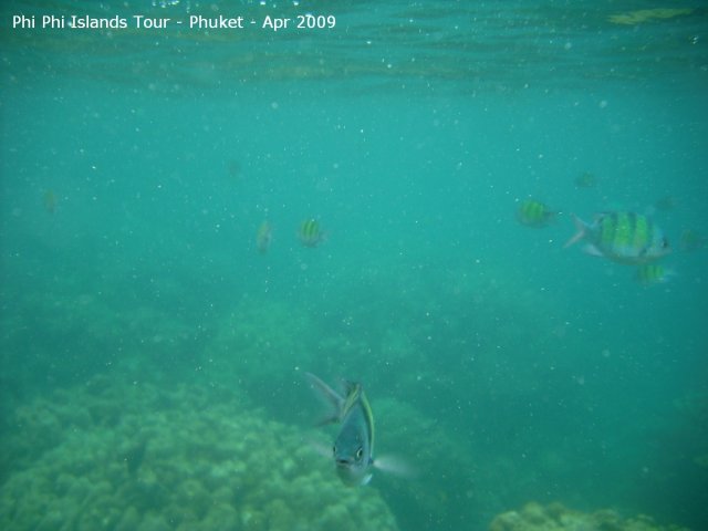 20090420_Phi Phi Island - Maya Bay- Koh Khai (182 of 182)