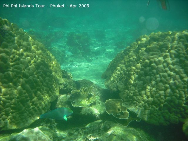 20090420_Phi Phi Island - Maya Bay- Koh Khai (44 of 182)