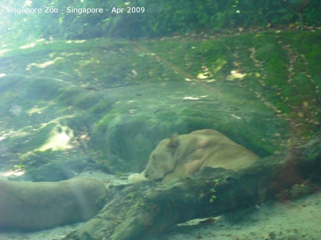 20090423_Singapore Zoo (11 of 31)