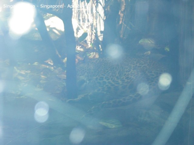 20090423_Singapore Zoo (15 of 31)