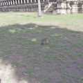 050530 Angkor Wat 366