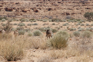 20190101_Hartman's Mountain Zebra, Namibia_ (1 of 5)