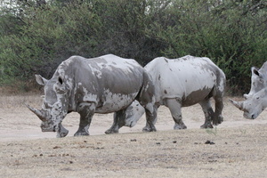 20181127_Khama Rhino Sanctuary_ (2 of 69)