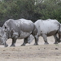 20181127_Khama Rhino Sanctuary_ (2 of 69)