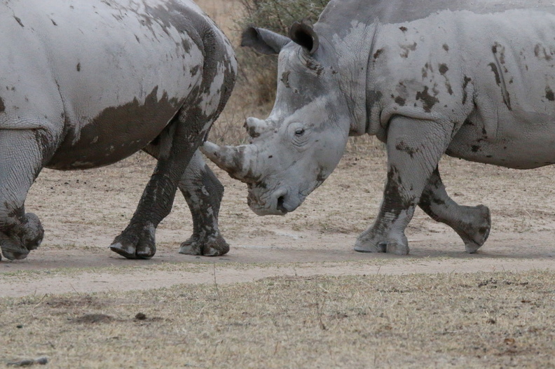 20181127_Khama Rhino Sanctuary_ (4 of 69).jpg
