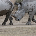 20181127_Khama Rhino Sanctuary_ (4 of 69)