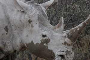 20181127_Khama Rhino Sanctuary_ (10 of 69)