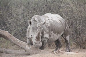 20181127_Khama Rhino Sanctuary_ (27 of 64)