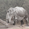 20181127_Khama Rhino Sanctuary_ (27 of 64)