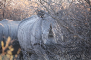 20181127_Khama Rhino Sanctuary_ (58 of 64)