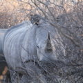 20181127_Khama Rhino Sanctuary_ (58 of 64)