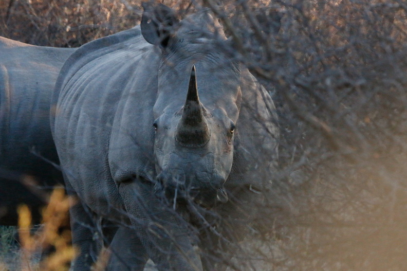 20181127_Khama Rhino Sanctuary_ (63 of 69).jpg