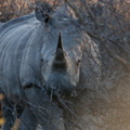 20181127_Khama Rhino Sanctuary_ (63 of 69)