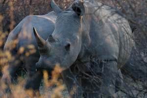 20181127_Khama Rhino Sanctuary_ (66 of 69)