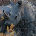 20181127_Khama Rhino Sanctuary_ (66 of 69)