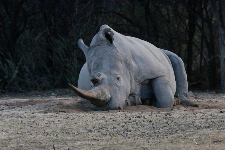20181128_Khama Rhino Sanctuary_ (3 of 5).jpg