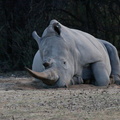 20181128_Khama Rhino Sanctuary_ (3 of 5)