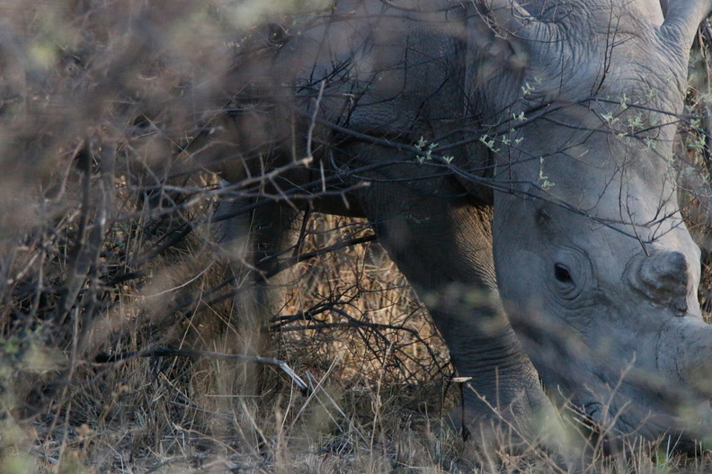 20181128_Khama Rhino Sanctuary_ (5 of 5).jpg