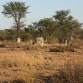 20181128_Khama Rhino Sanctuary_ (21 of 40)