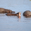 20181206 - Chobe River, Kasane, Botswana (373 of 508).jpg