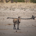 20181218 - Olifantsrus to Opuwo, Namibia (173 of 181).jpg